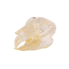 Clear 3D Rabbit Teeth Dentition Model with Skull, Jaw for Teaching