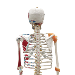 Full Skeleton Model 180cm with Colored Ligaments, Nerve, Stand