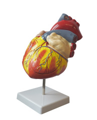 Heart Model in 4 Assemble Parts with Number Remark