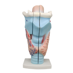 Magnified Human Larynx Model, 3X Life-Size, 3 Parts