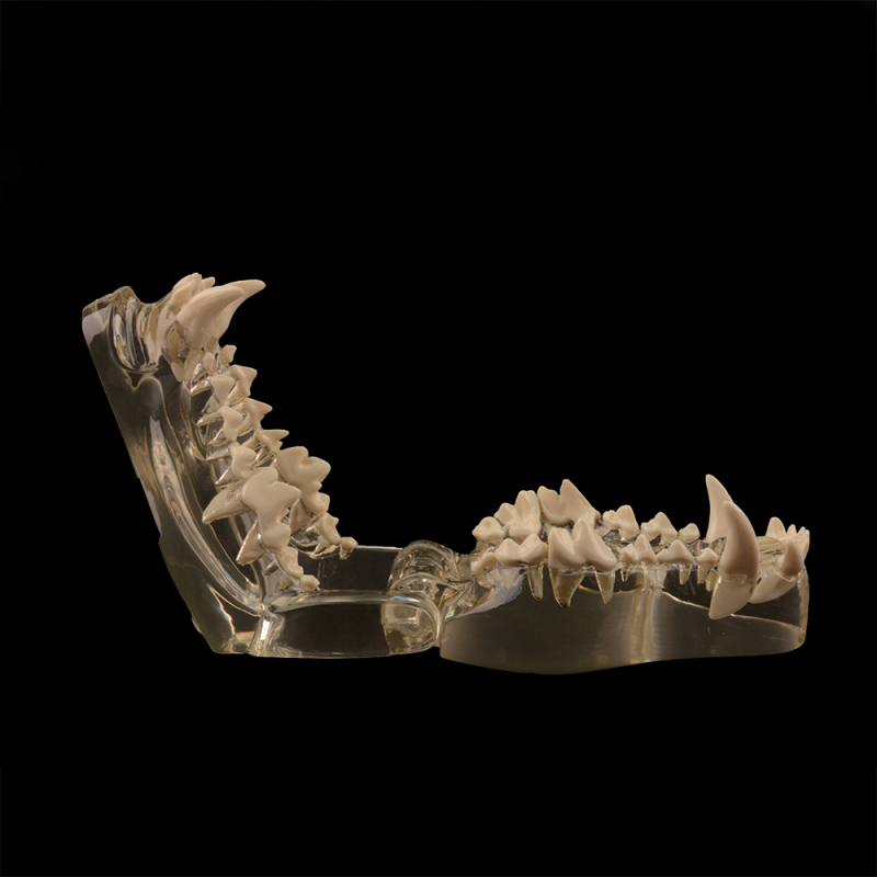 Canine Dental Model - Transparent Dog Jaw Bone, Veterinary Teaching