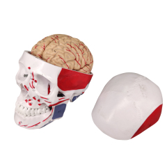 Colored 3D Skull Model with Labels with 8 Parts Artery Brain
