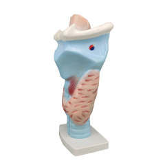 Magnified Human Larynx Model, 3X Life-Size, 3 Parts