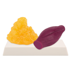 Body 1lb. Fat and Muscle Replicas with Base(Yamagata Fat Replica Model)