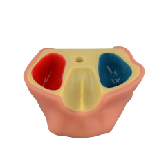 Maxillary Sinus Lift Dental Implant Practice Mode A