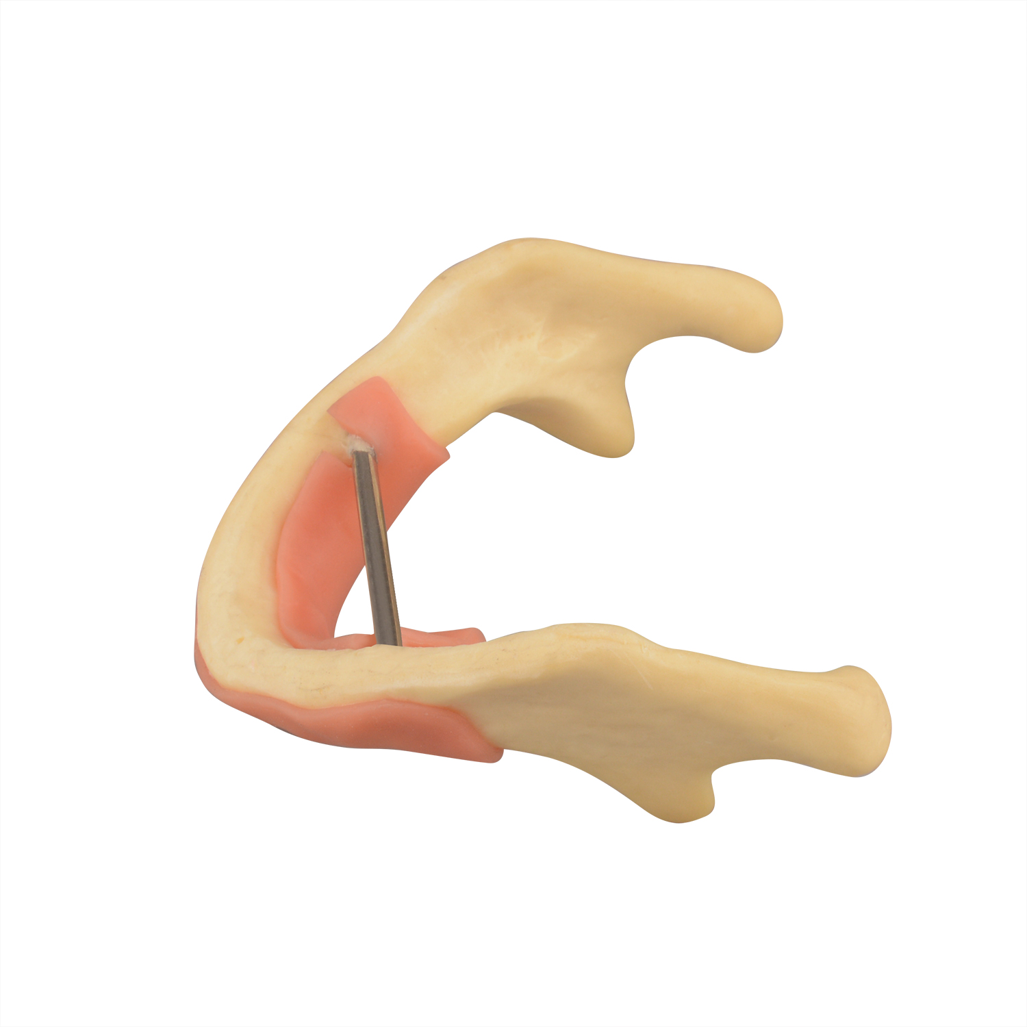 Mandible Lower Jaw Bone Model with Gum, Edentulous - Dental Practice Study