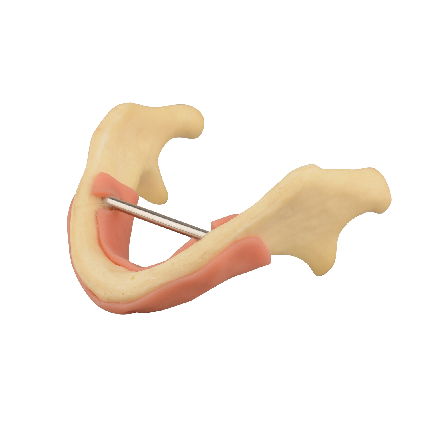 Mandible Lower Jaw Bone Model with Gum, Edentulous - Dental Practice Study