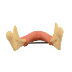 Mandible Lower Jaw Bone Model with Gum, Edentulous - Dental Practice Study