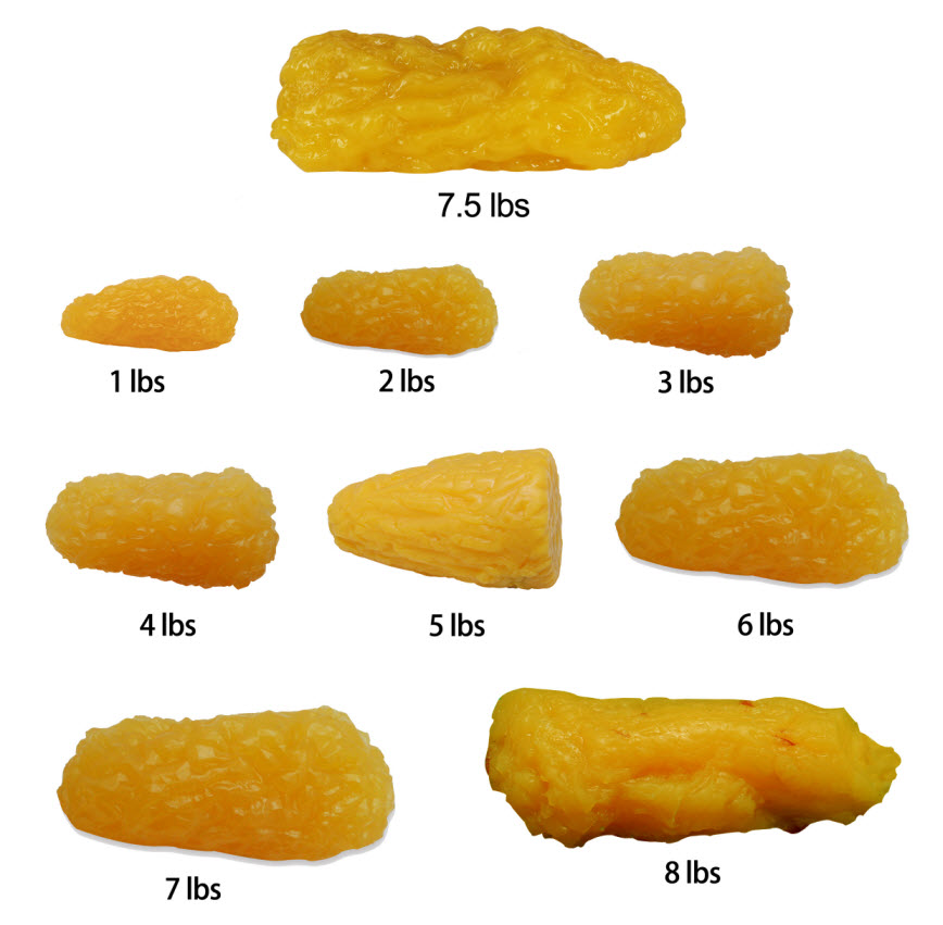 Human Body Fat Replica, 5lb Fat Model, 5 Pounds of Algeria