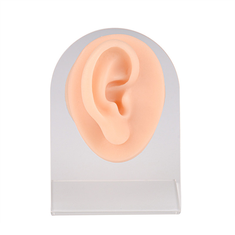 Piercing Silicone Ear Practice Model with Display Stand