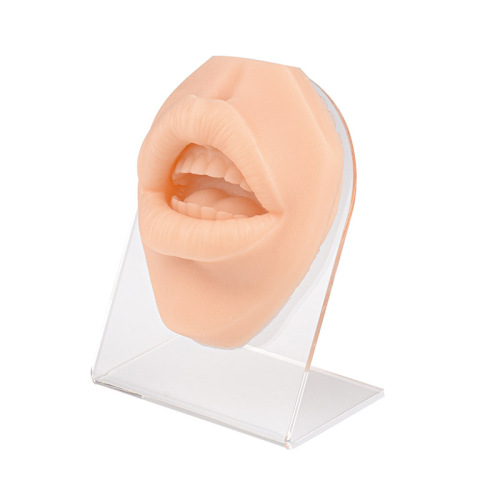 Silicone Simulation Human Mouth Lip Piercing Model with Stand