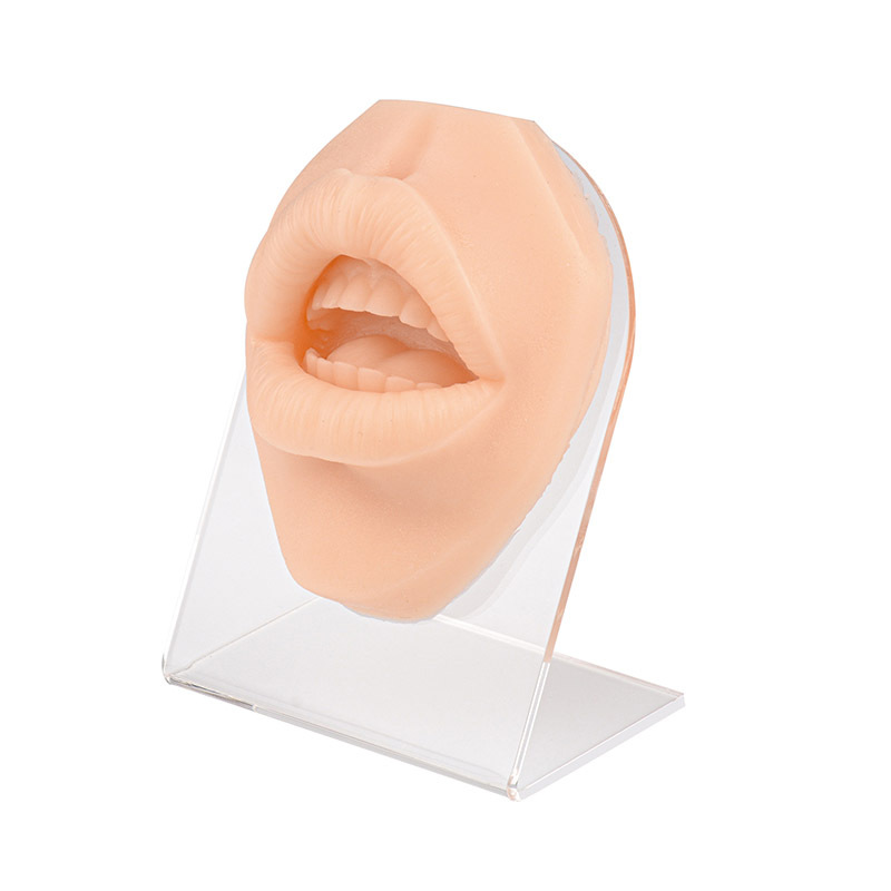 Silicone Simulation Human Mouth Lip Piercing Model with Stand