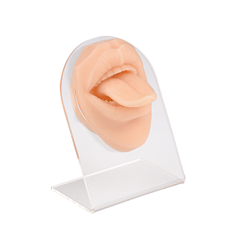 Silicone Tongue & Mouth Piercing Practice Model with Stand