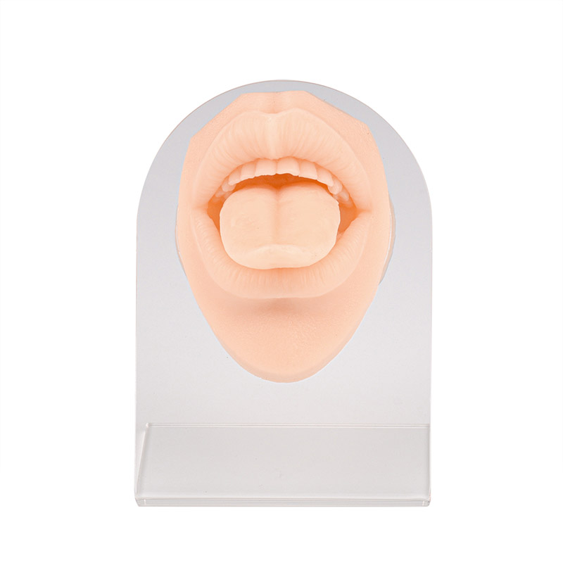 Silicone Tongue & Mouth Piercing Practice Model with Stand