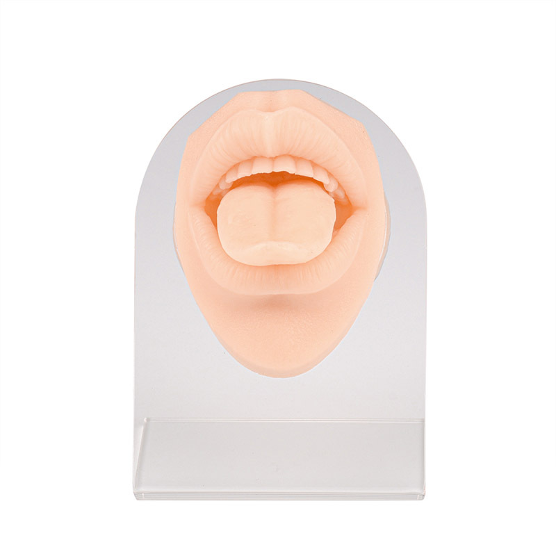 Silicone Tongue & Mouth Piercing Practice Model with Stand