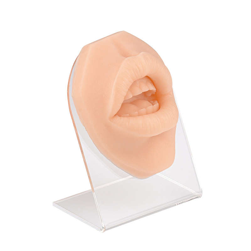 Silicone Simulation Human Mouth Lip Piercing Model with Stand