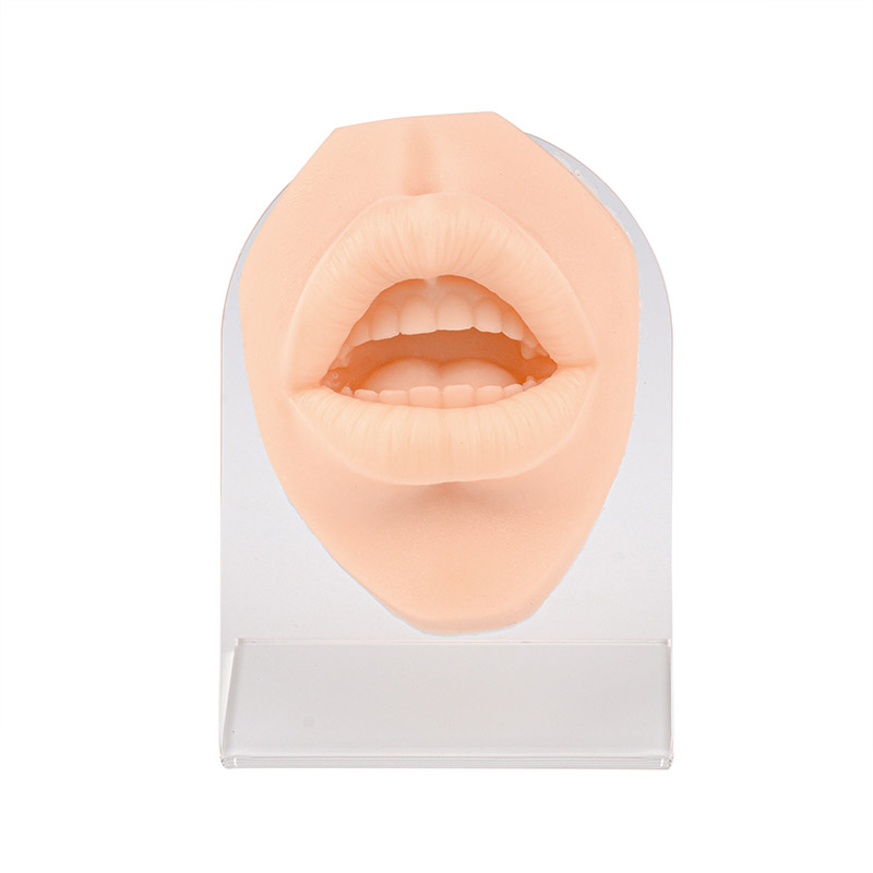 Silicone Simulation Human Mouth Lip Piercing Model with Stand