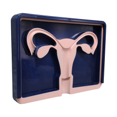 Premium IUD Demonstration Model