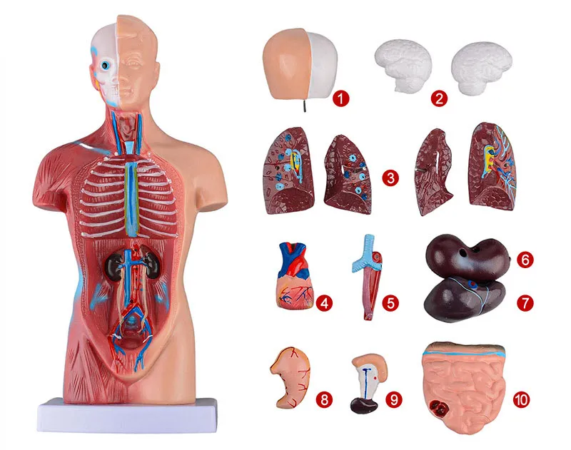 Human Anatomy Model 27cm 15pcs | why.gr
