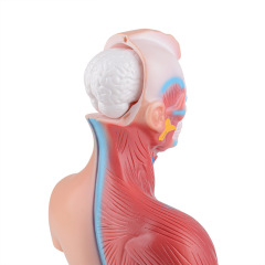 Unisex Mini Human Torso Model with Removal Parts（15 Parts）