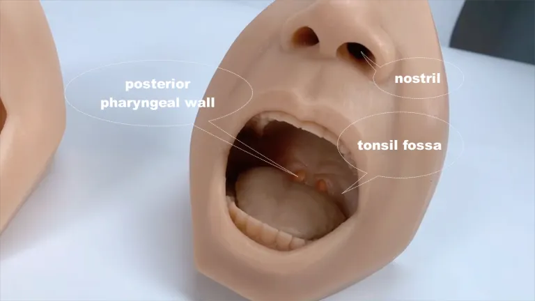 Swab Test Training Model for Throat & Nasal | why.gr