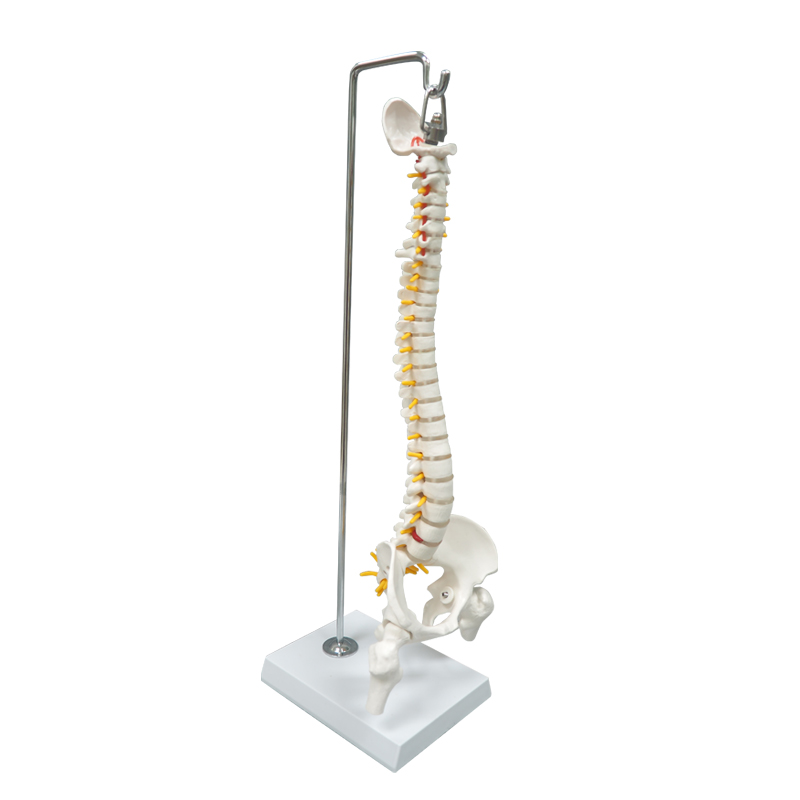 45cm Full Spine Skeleton Model with Femur & Disc Pelvis for Chiropractors