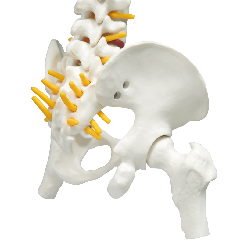 45cm Full Spine Skeleton Model with Femur & Disc Pelvis for Chiropractors