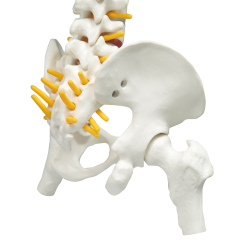 45cm Full Spine Skeleton Model with Femur & Disc Pelvis for Chiropractors