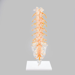 Clear Lumbar Spine Model with Sacrum, Life Size for Medical Education