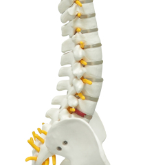 45cm Full Spine Skeleton Model with Femur & Disc Pelvis for Chiropractors