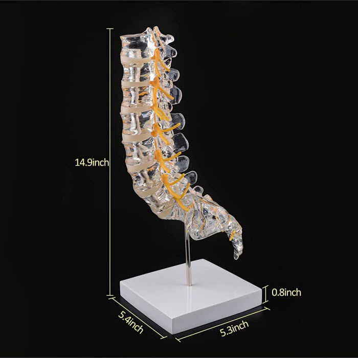 Clear Lumbar Spine Model with Sacrum, Life Size for Medical Education