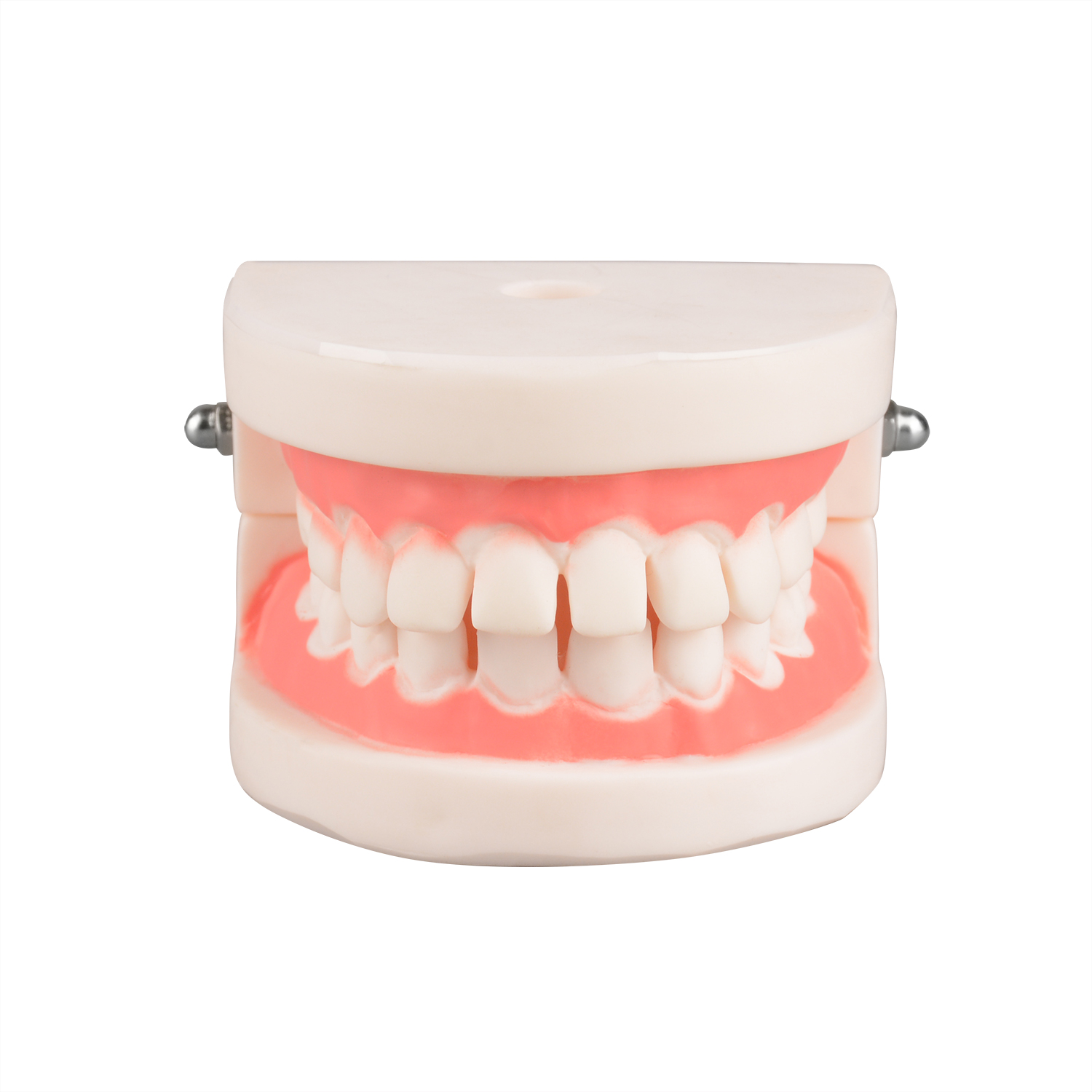 Gap Tooth Model Child for Children's Dentistry