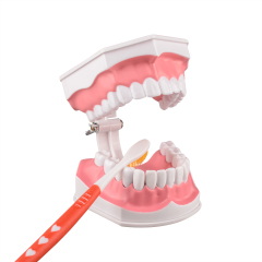 Adult Tooth Brushing Model, 2 Times Enlarge for Dental Teaching