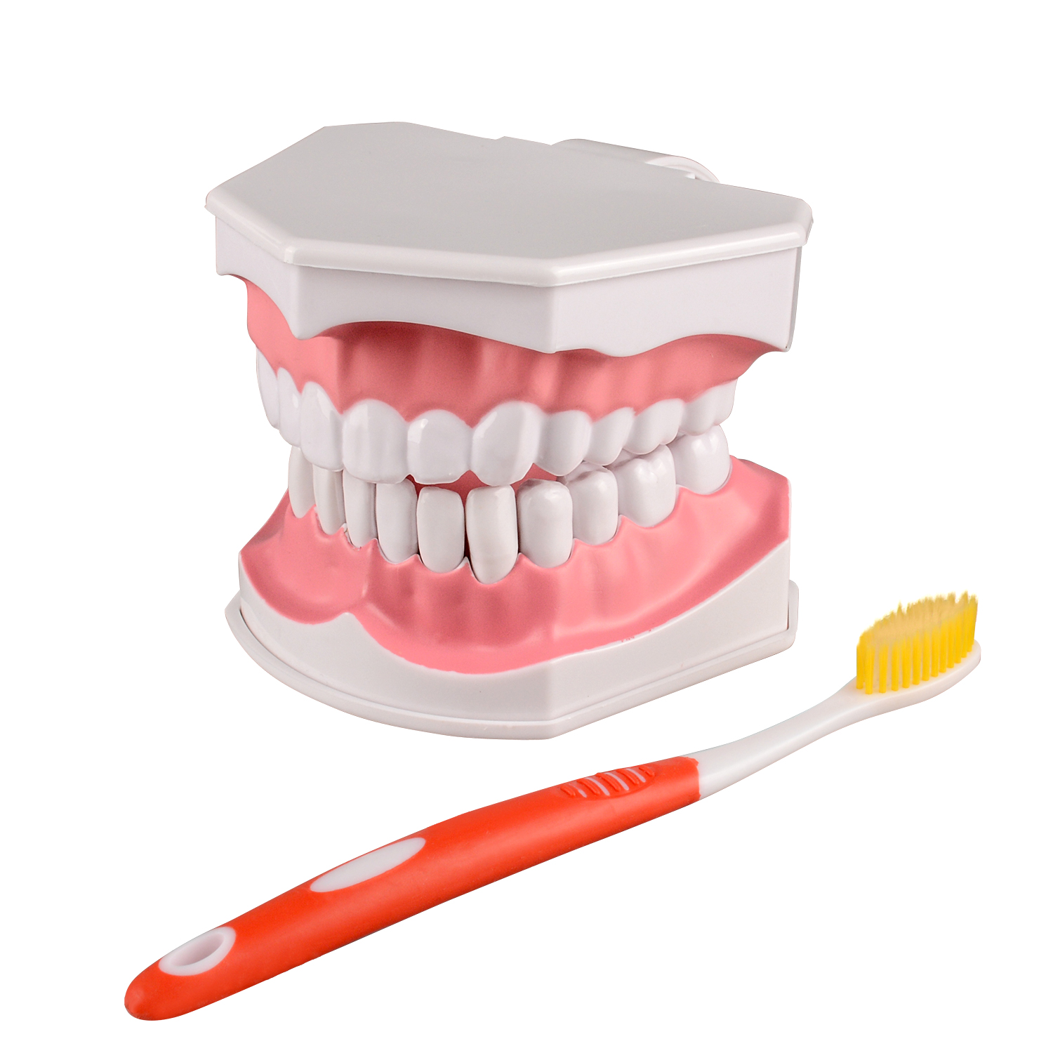 Adult Tooth Brushing Model, 2 Times Enlarge for Dental Teaching