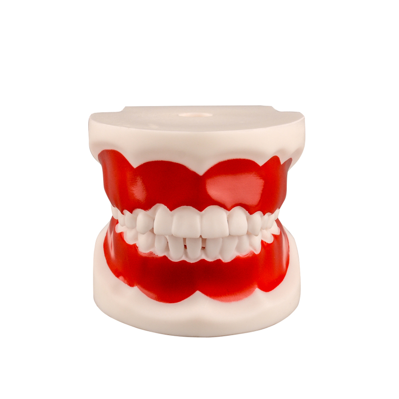 Child Teeth & Gum Demonstration Model 6-9 Years Old for Teaching