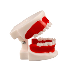 Child Teeth & Gum Demonstration Model 6-9 Years Old for Teaching