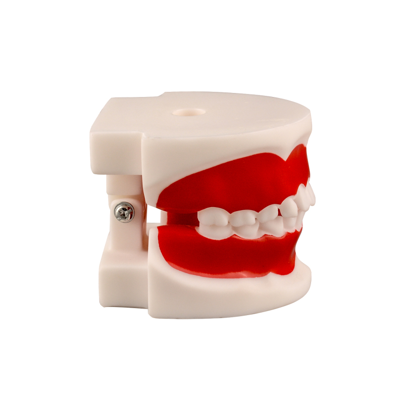 Child Teeth & Gum Demonstration Model 6-9 Years Old for Teaching