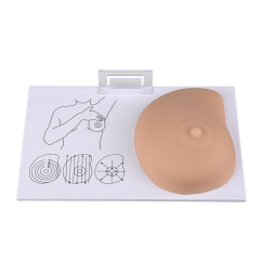 Breast Self Exam(BSE) Model with Irregular Masses