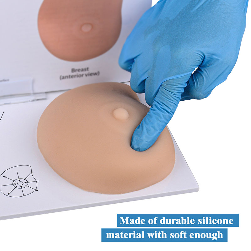 Breast Self Exam(BSE) Model with Irregular Masses