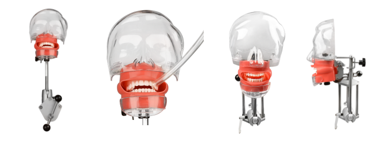 Advanced Dental Phantom Head Typodont Practice Teeth Model