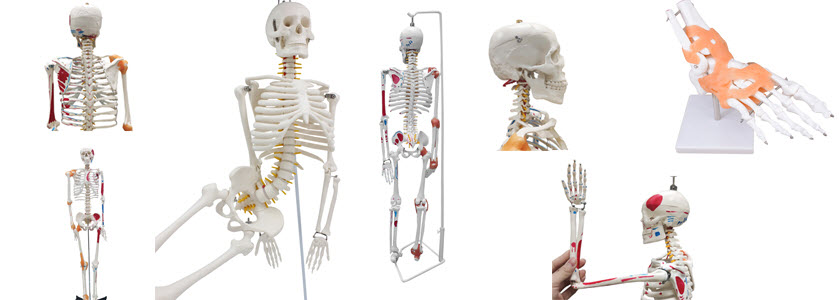 life size skeleton halloween decoration