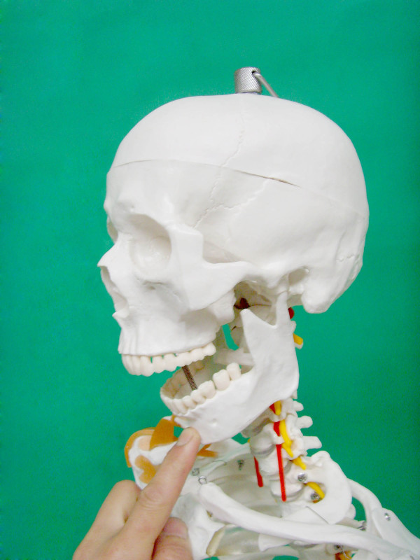 Real Human Skeleton 170cm for Medical Students