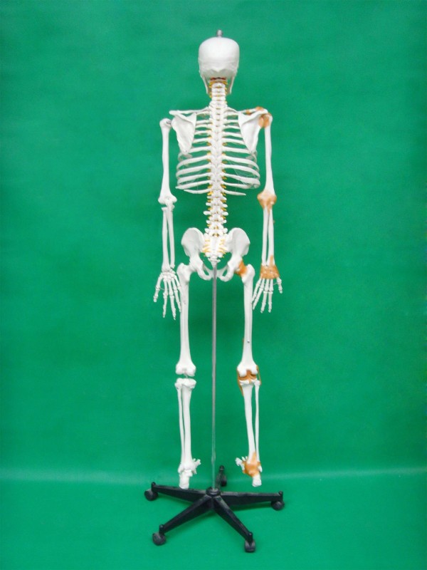 Real Human Skeleton 170cm for Medical Students