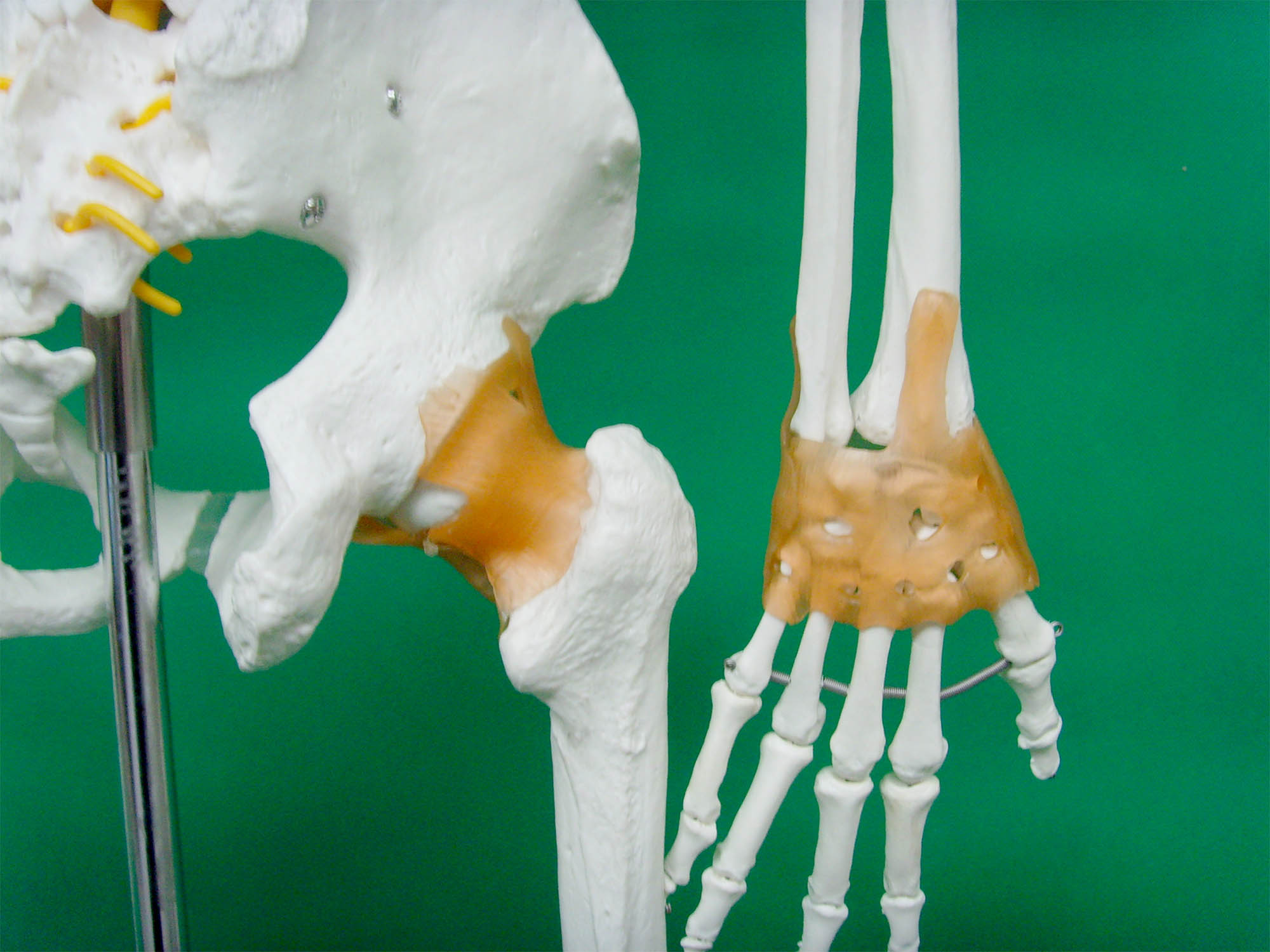Real Human Skeleton 170cm for Medical Students