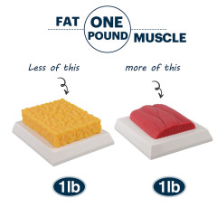 Brick Muscle and Fat Replicas, 1lb, 5lb for Education