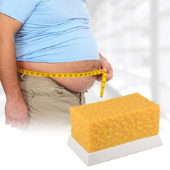 Brick Muscle and Fat Replicas, 1lb, 5lb for Education