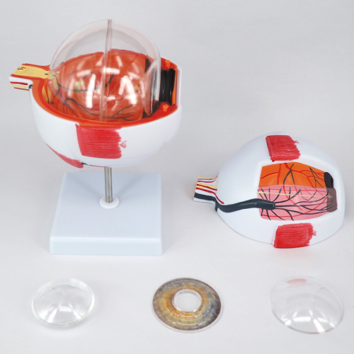 6X Enlarged Human Eye Model, Anatomical Eyeball for Education