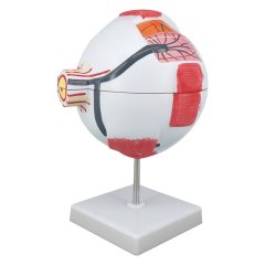 6X Enlarged Human Eye Model, Anatomical Eyeball for Education