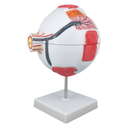 6X Enlarged Human Eye Model, Anatomical Eyeball for Education