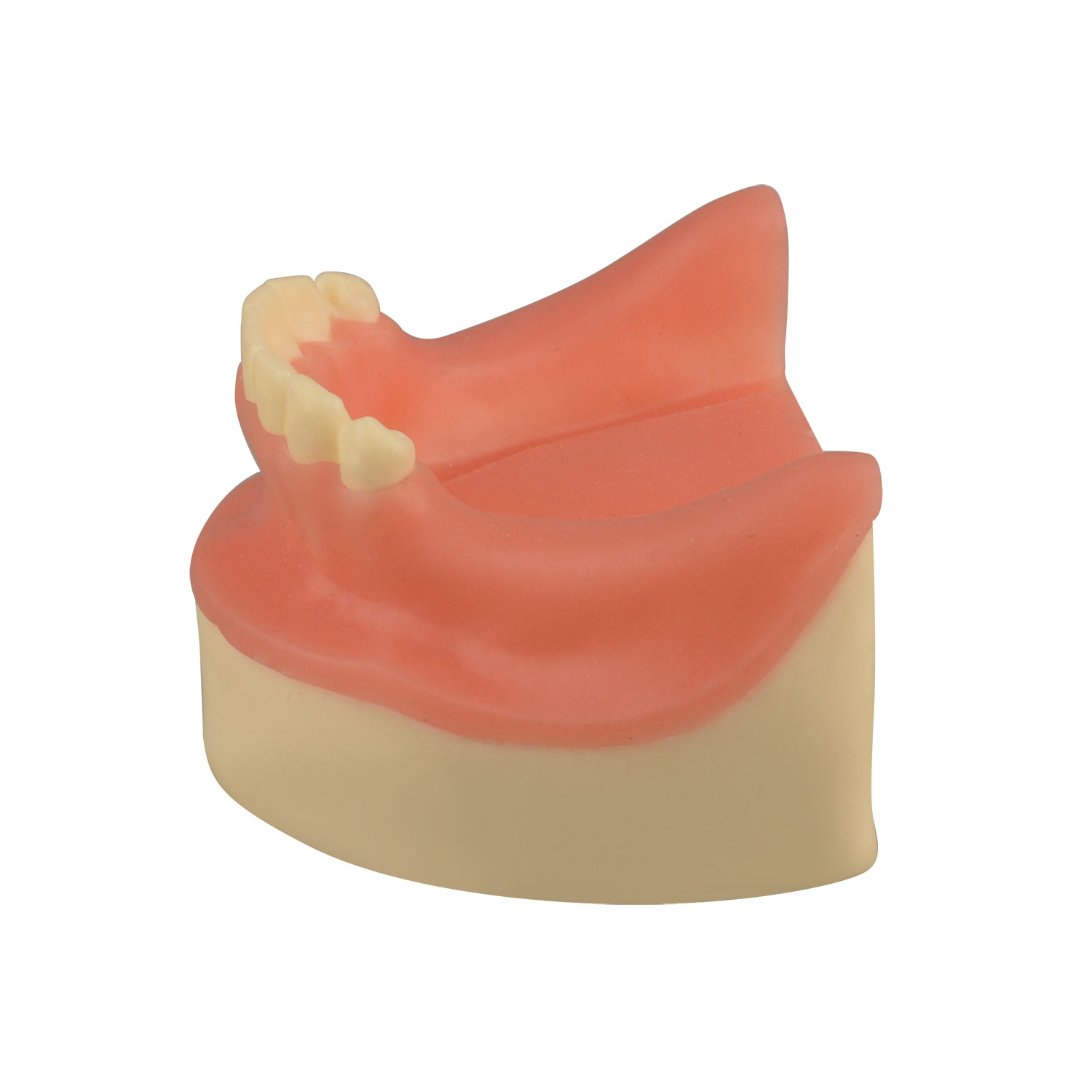 Dental Implant Training Lower Jaw Model